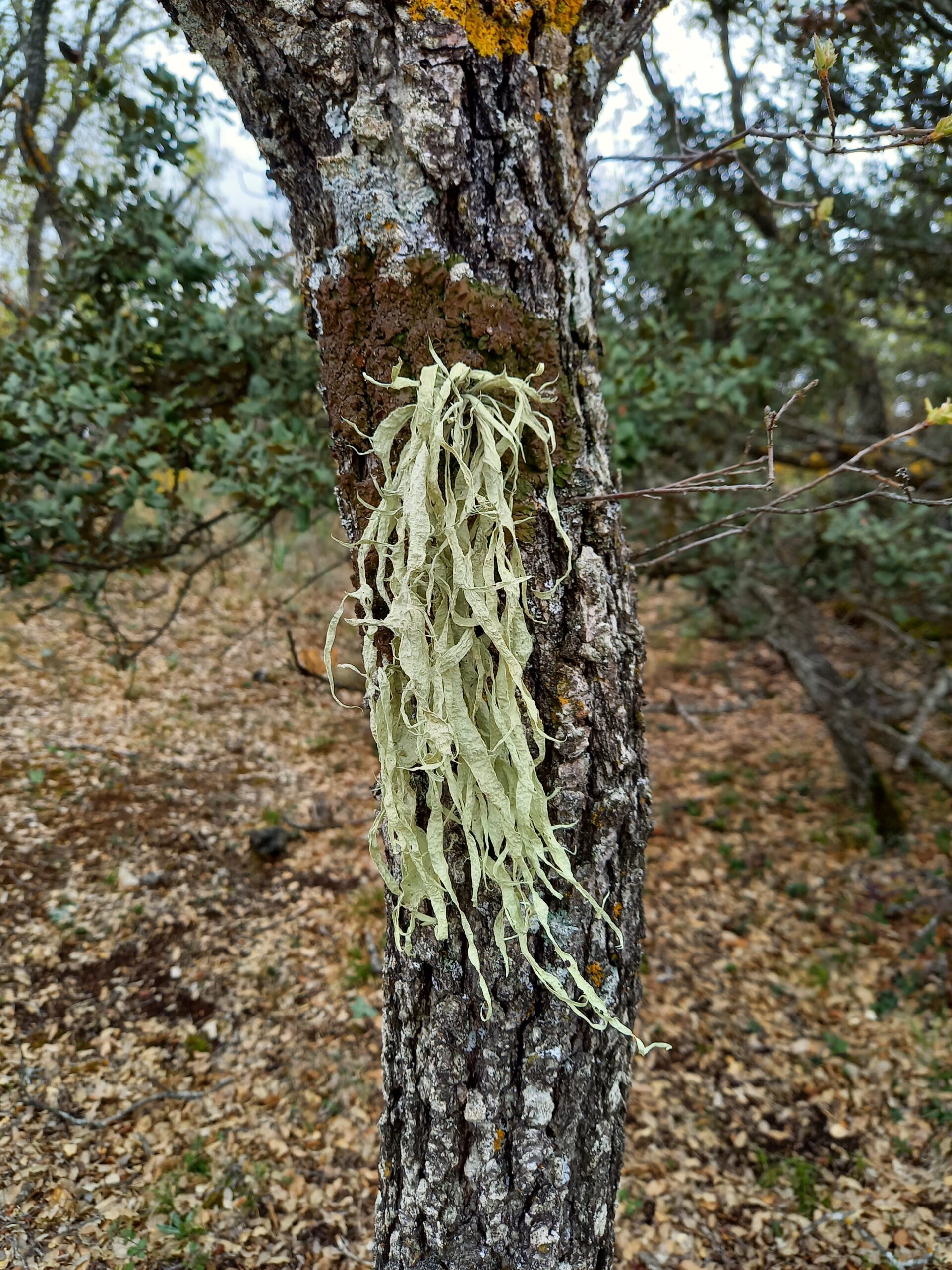 Ejemplar de Ramalia fraxinea en el bosque de Valdenazar.