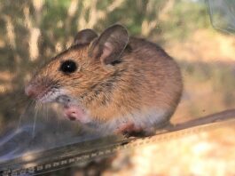 Ejemplar de ratón de campo, cuya colonia en Valdenazar está siendo objeto de un estudio por parte de la Universidad de Alcalá.