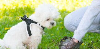 Recoger las deposiciones del perro en Guadalajara sale a cuenta... sobre todo si algún agente de la Policía Local está mirando.