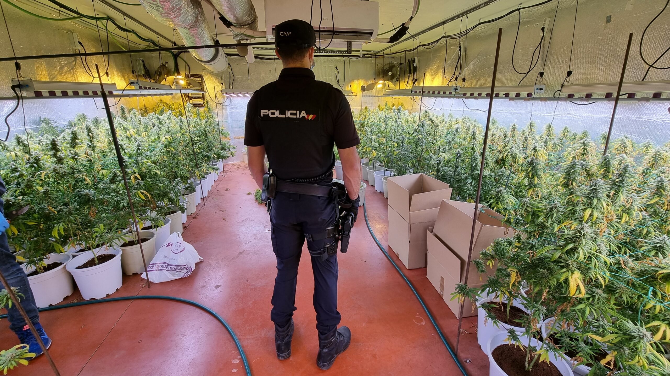 Vista parcial de la plantación desmantelada por la Policía Nacional en una nave industrial de Fontanar. (Foto: CNP)