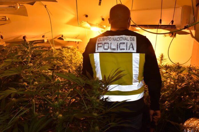 Esta vez ha sido la Policía Nacional la que ha llevado a cabo la investigación y las detenciones contra varias plantaciones de marihuana.
