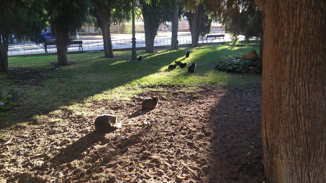 Colonia de gatos en el exterior del cementerio de Guadalajara, en noviembre de 2021. (Foto: La Crónic@)