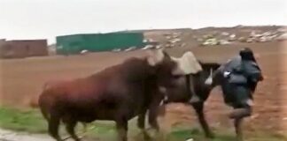 Tras acometer al caballo y desmontar al jinete, el toro tuvo a merced al animal pese a los intentos de varios corredores.