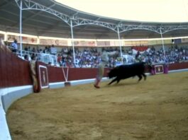Las corridas de toros son muy frecuentes en la programación de CMM, la televisión pública de Castilla-La Mancha.