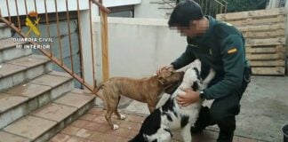Dos de los cinco perros rescatados por la Guardia Civil en Villaluenga de la Sagra.