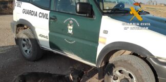 Este galgo fue abandonado por los furtivos ante la presencia de la Guardia Civil.