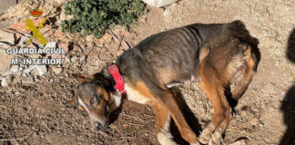 Casi agonizante fue encontrado este podenco en El Pobo de Dueñas, abandonado por su dueño. (Foto: Guardia Civil)