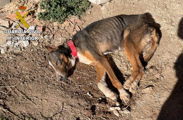 Casi agonizante fue encontrado este podenco en El Pobo de Dueñas, abandonado por su dueño. (Foto: Guardia Civil)