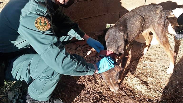 Un agente del Seprona, con el perro encontrado en El Pobo de dueñas en pésimo estado. (Foto: Guardia Civil)