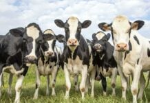 Vacas en una explotación ganadera europea.