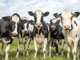 Vacas en una explotación ganadera europea.