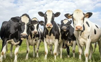 Vacas en una explotación ganadera europea.