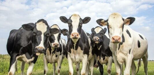 Vacas en una explotación ganadera europea.