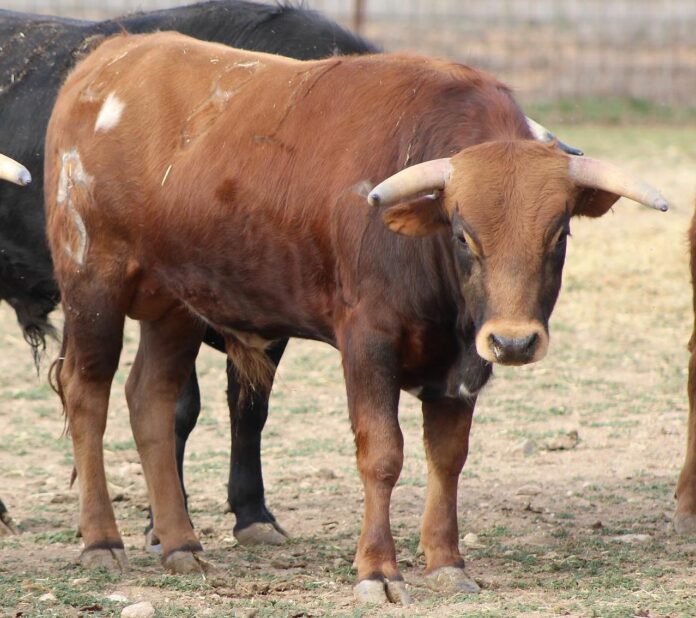 Uno de los erales de Polo Sáiz llevados a Castellón.