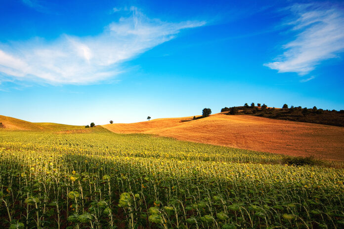 Campo de girasol en la provincia de Cuenca.