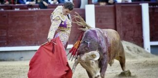 Ginés Marín con el toro de Alcurrucén que le abrió la puerta grande de Madrid en la Feria de Otoño de 2021.