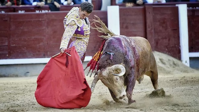 Ginés Marín con el toro de Alcurrucén que le abrió la puerta grande de Madrid en la Feria de Otoño de 2021.