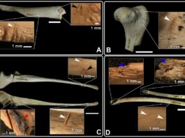 Evidencias de cinofagia (marcas de corte, mordeduras, raspados…) identificadas en diferentes restos óseos del nivel Calcolítico de El Portalón de Cueva Mayor. (Foto: Nohemi Sala)