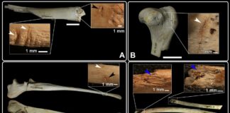 Evidencias de cinofagia (marcas de corte, mordeduras, raspados…) identificadas en diferentes restos óseos del nivel Calcolítico de El Portalón de Cueva Mayor. (Foto: Nohemi Sala)