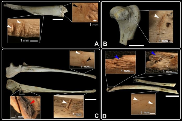 Evidencias de cinofagia (marcas de corte, mordeduras, raspados…) identificadas en diferentes restos óseos del nivel Calcolítico de El Portalón de Cueva Mayor. (Foto: Nohemi Sala)