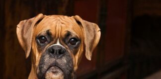 Perro de raza boxer.