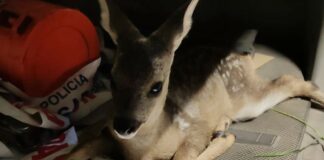 El corcino, tan tranquilo después de su liberación por la Policía Nacional.