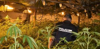 Interior del chalet de Azuqueca de Henares, repleto de plantas de marihuana. (Foto: CNP)