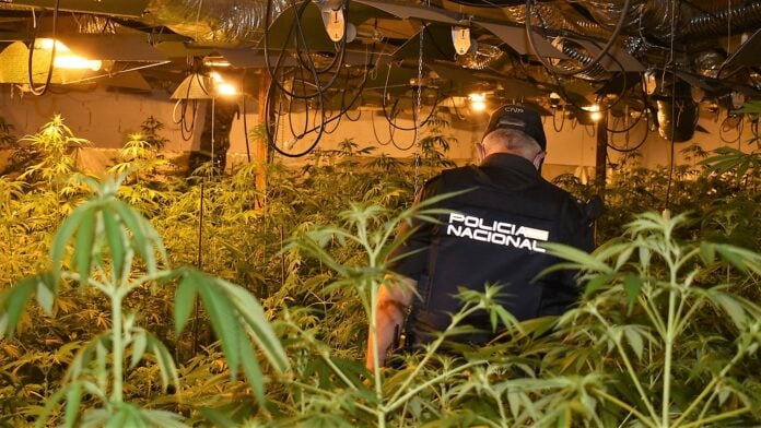 Interior del chalet de Azuqueca de Henares, repleto de plantas de marihuana. (Foto: CNP)