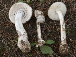 Ejemplares de Amanita Vidua, tan peligrosa como la Phalloides y que crece fuera de las épocas habituales para las setas.