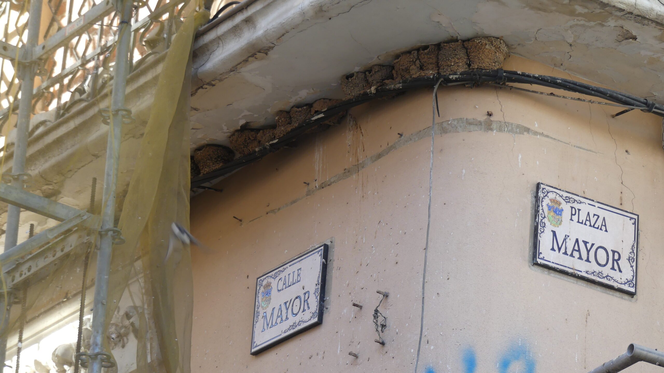 Ubicación de los nidos de golondrina que quedan más a la vista en la fechada del Maragato. Puede haber más.