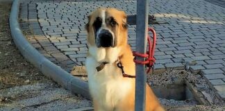 Perro abandonado en Valdeluz este fin de semana. Se está intentando identificar a su dueño. (Foto: Facebook)