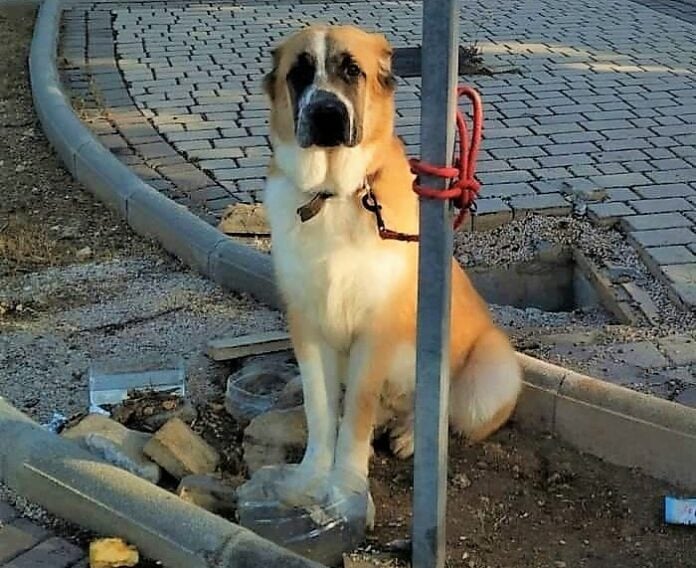 Perro abandonado en Valdeluz este fin de semana. Se está intentando identificar a su dueño. (Foto: Facebook)