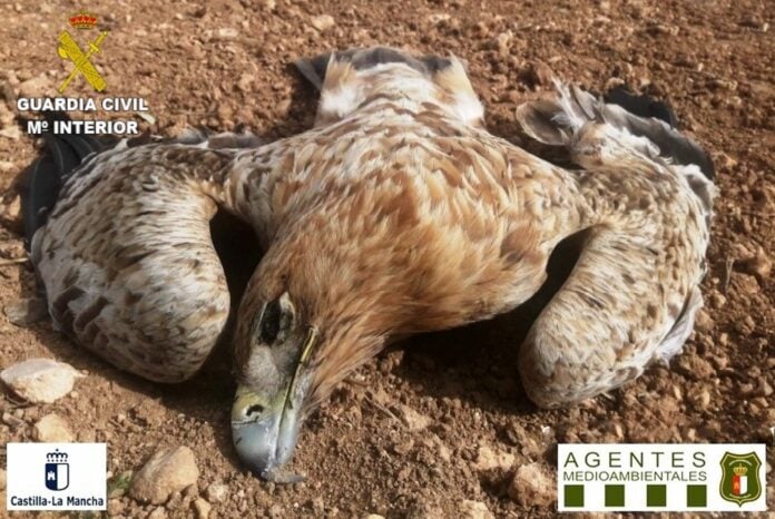 Águila muerta, envenenada.