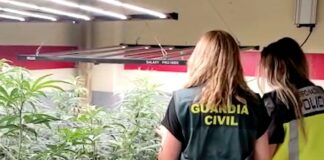 Esta operación contra el cultivo ilegal de marihuana se ha hecho de forma conjunta entre la Policía Nacional y la Guardia Civil.