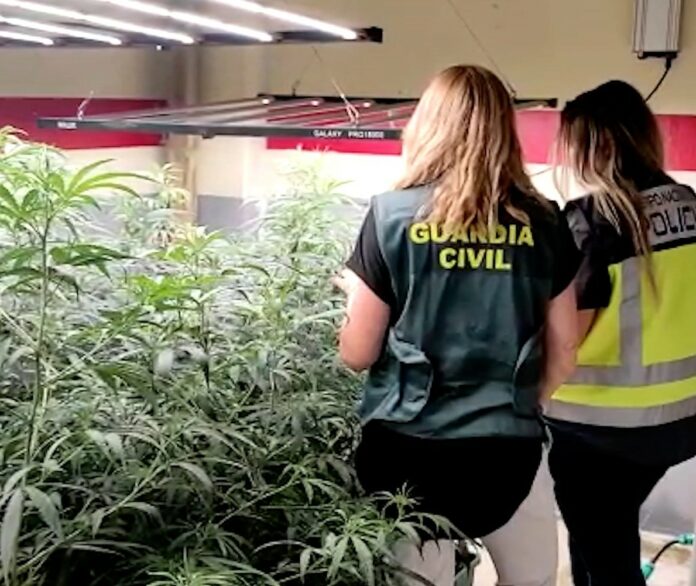 Esta operación contra el cultivo ilegal de marihuana se ha hecho de forma conjunta entre la Policía Nacional y la Guardia Civil.