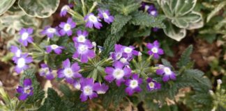 Flores de verbena en una jardinera de Guadalajara el 14 de julio de 2022, con 42 grados a la sombra en la previsión de la AEMET. (Foto: La Crónic@)