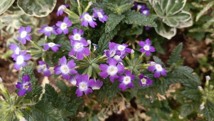 Flores de verbena en una jardinera de Guadalajara el 14 de julio de 2022, con 42 grados a la sombra en la previsión de la AEMET. (Foto: La Crónic@)