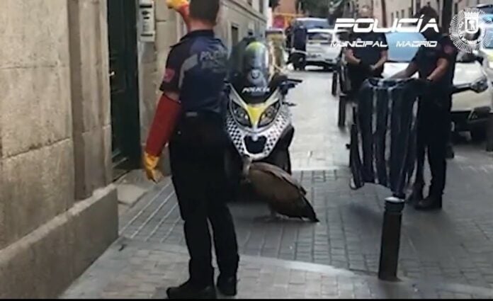 Mientras un agente distrae al buitre, su compañero se dispone a cogerlo con una manta. (Foto: Policía Municipal)