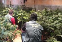 Marihuana en el interior de un chalé, en la operación llevada a cabo el 10 de agosto de 2022en Guadalajara. (Foto: La Crónic@)