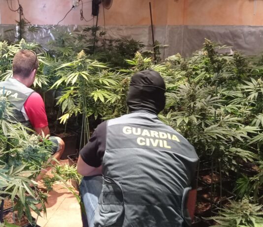 Marihuana en el interior de un chalé, en la operación llevada a cabo el 10 de agosto de 2022en Guadalajara. (Foto: La Crónic@)