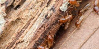 Termitas sobre la madera.