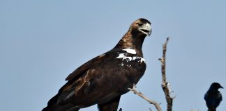 Ejemplar de águila imperial en Castilla-La Mancha.© Agentes Medioambientales de Castilla-La Mancha.