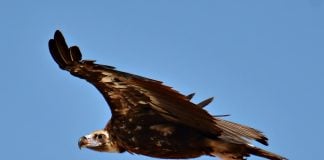 Pollos de buitre negro en el Alto Tajo por primera vez en un siglo Buitre negro en Castilla-La Mancha. © Agentes Medioambientales de Castilla-La Mancha.