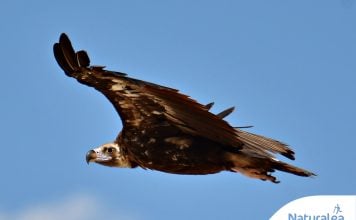 Pollos de buitre negro en el Alto Tajo por primera vez en un siglo Buitre negro en Castilla-La Mancha. © Agentes Medioambientales de Castilla-La Mancha.