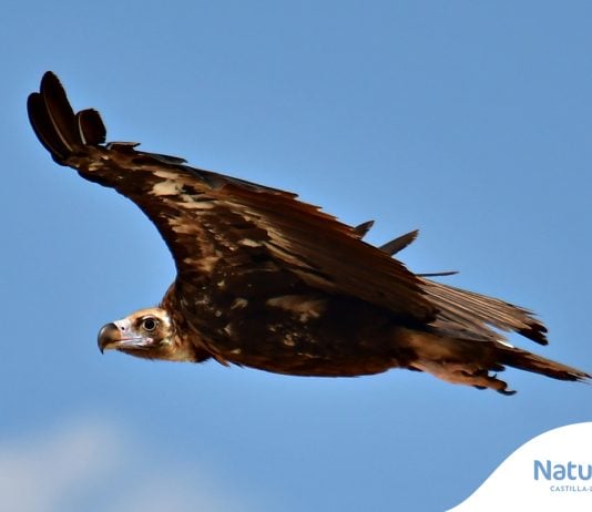 Pollos de buitre negro en el Alto Tajo por primera vez en un siglo Buitre negro en Castilla-La Mancha. © Agentes Medioambientales de Castilla-La Mancha.