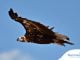 Pollos de buitre negro en el Alto Tajo por primera vez en un siglo Buitre negro en Castilla-La Mancha. © Agentes Medioambientales de Castilla-La Mancha.
