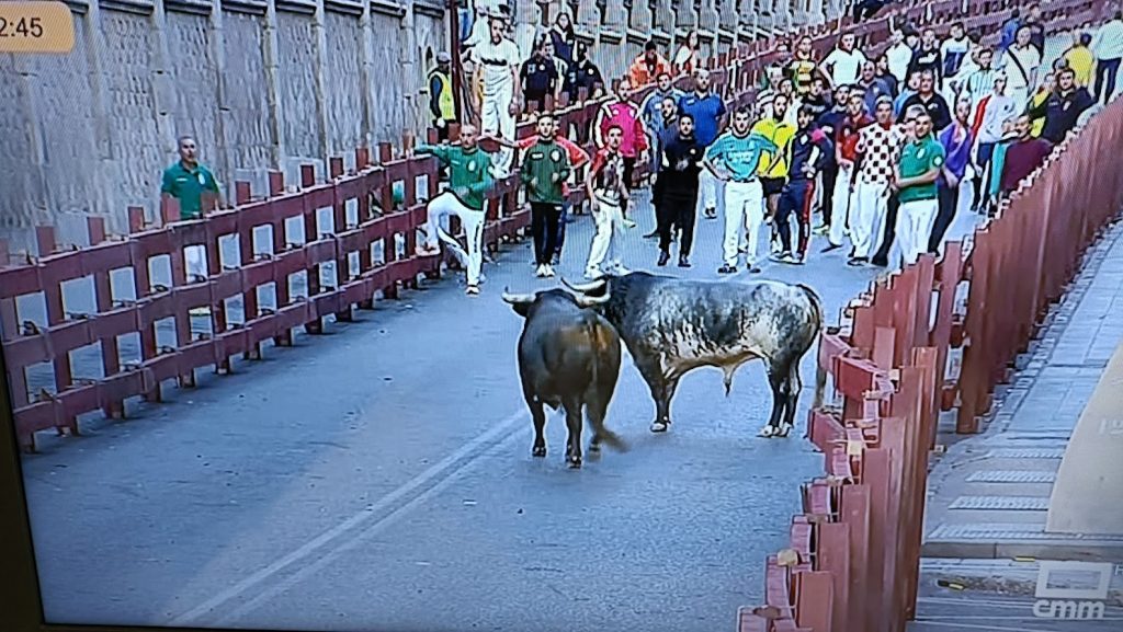 Estos dos toros volvieron a los corrales, tras crear muchos problemas en La Carrera. (Foto: CMM)