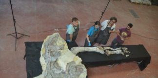 Restauración de la extremidad posterior del titanosaurio hallado 'Lo Hueco' en Cuenca.