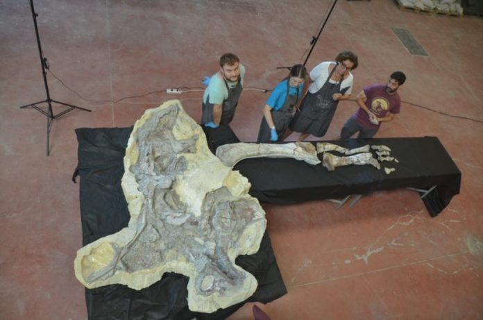 Restauración de la extremidad posterior del titanosaurio hallado 'Lo Hueco' en Cuenca.