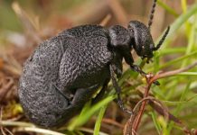 Este es el desconocido escarabajo localizado en la provincia de Guadalajara.